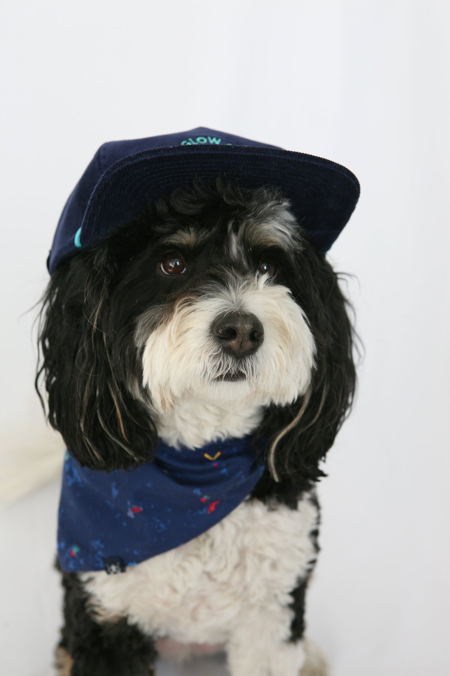 DOG BANDANA - Powder Print